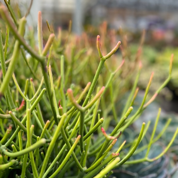 Firestick Pencil Cactus - Picture 3 of 7